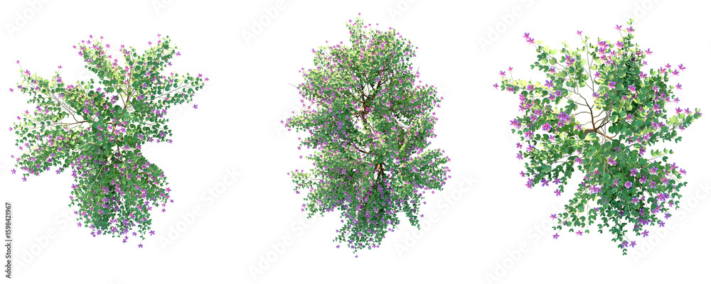 Fototapeta premium Bauhinia purpurea Tree plan top view 4k png cutout isolate
