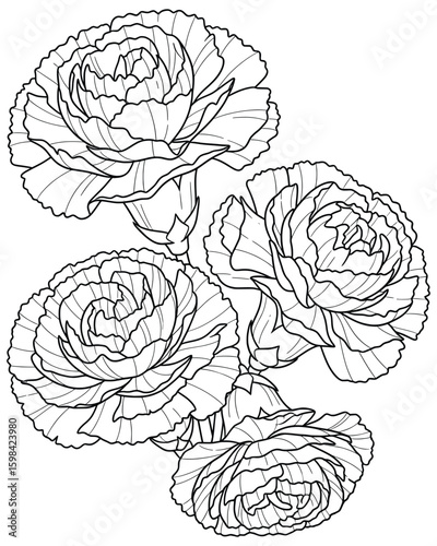Beautiful bouquet of four carnation flowers in detailed black and white line art illustration