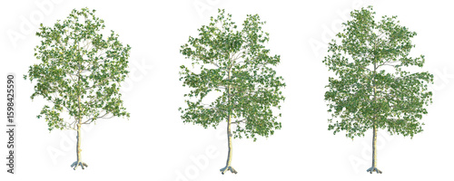Platanus racemosa Tree 4k png cutout isolate