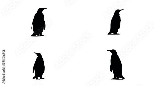 Penguin silhouette antarctic wildlife bird black and white animal antarctica animal silhouette