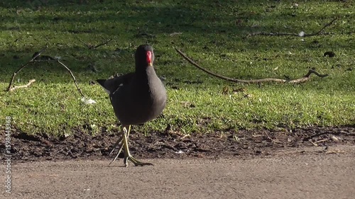 Common Moorhen (Gallinula chloropus) Walking Around in a Park