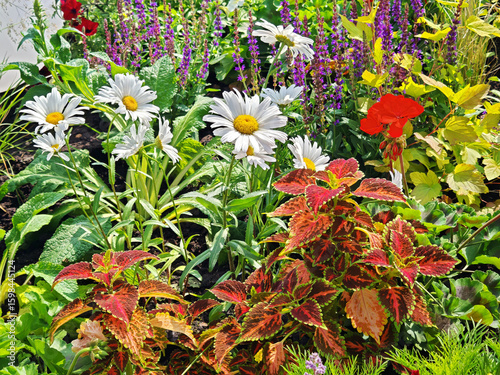 Multicolor blooming front garden. Multi-colored flower bed in the park. Lots of beautiful summer flowers. Lush bright flowering in the garden.