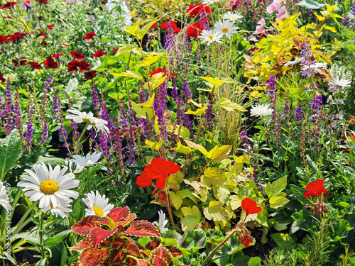 Multicolor blooming front garden. Multi-colored flower bed in the park. Lots of beautiful summer flowers. Lush bright flowering in the garden.