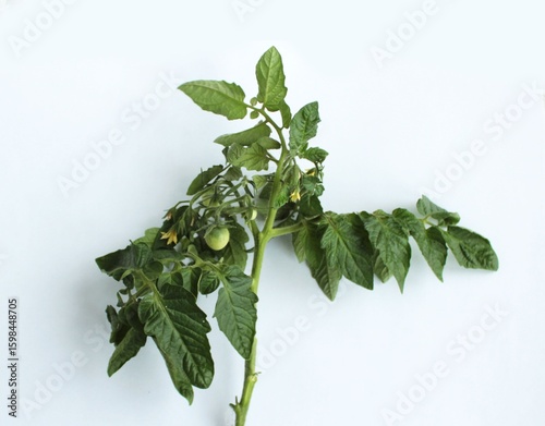 Tomato plant with green leaves on a white background, close-up