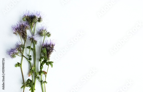 Phacelia (Phacelia officinalis) flowers on white background