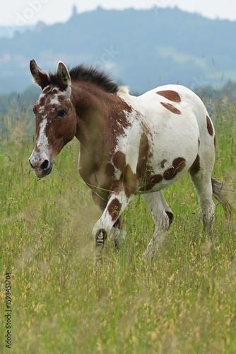 Wunderschön geschecktes Muli läuft fröhlich durch hohes Gras