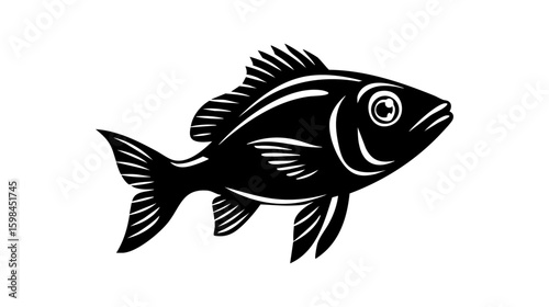 Tilapia fish vector illustration design, illustration isolated  on a white background.