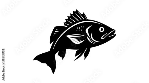 Tilapia fish vector illustration design, illustration isolated  on a white background.
