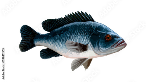 Tilapia fish vector illustration design, illustration isolated  on a white background.