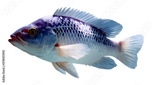 Tilapia fish vector illustration design, illustration isolated  on a white background.