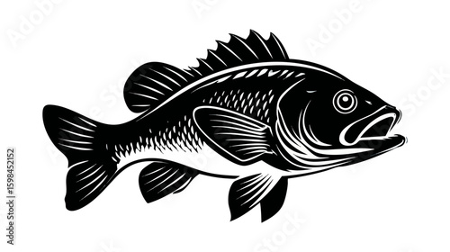 Tilapia fish vector illustration design, illustration isolated  on a white background.