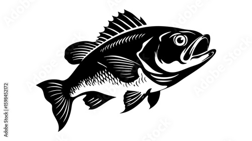 Tilapia fish vector illustration design, illustration isolated  on a white background.