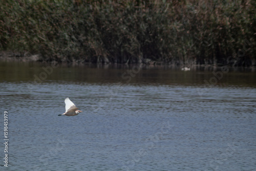 Tableau sur toile garza