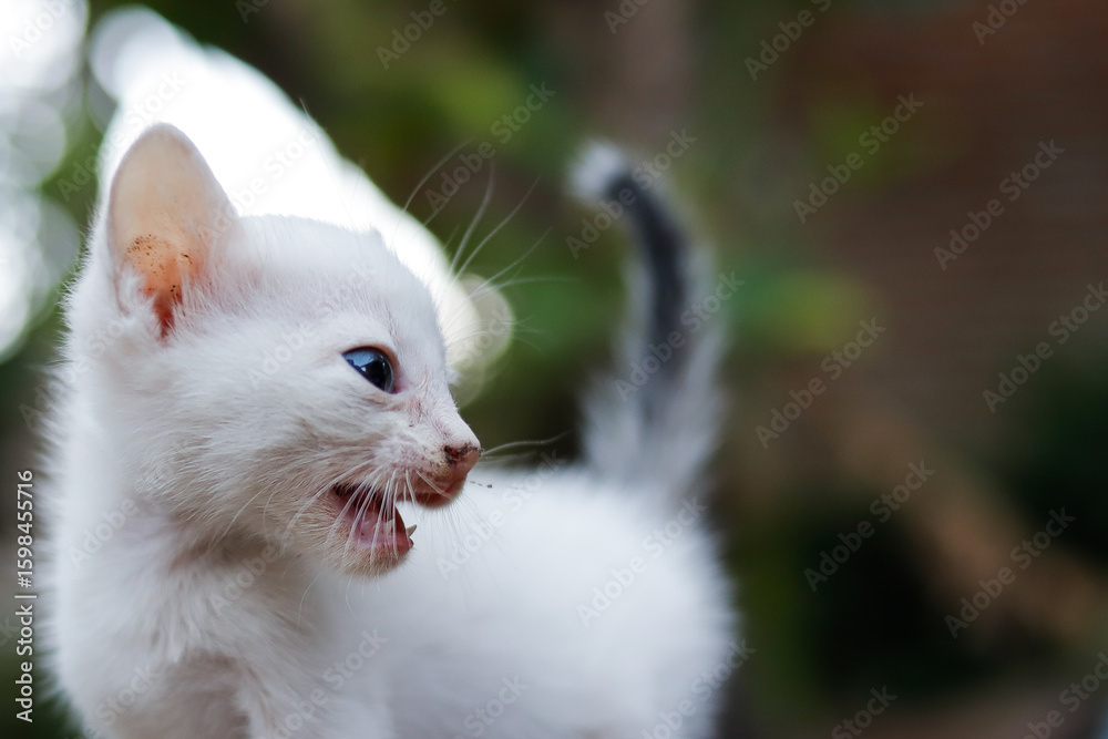 Fototapeta premium Potrait of a white kitten with round eyes.