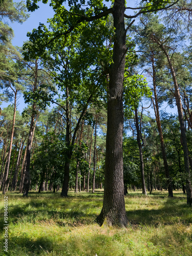 A tall oak tree trunk stands prominently in the foreground of a sparse mixed forest with green canopies and sunlit grassy ground under a blue sky.