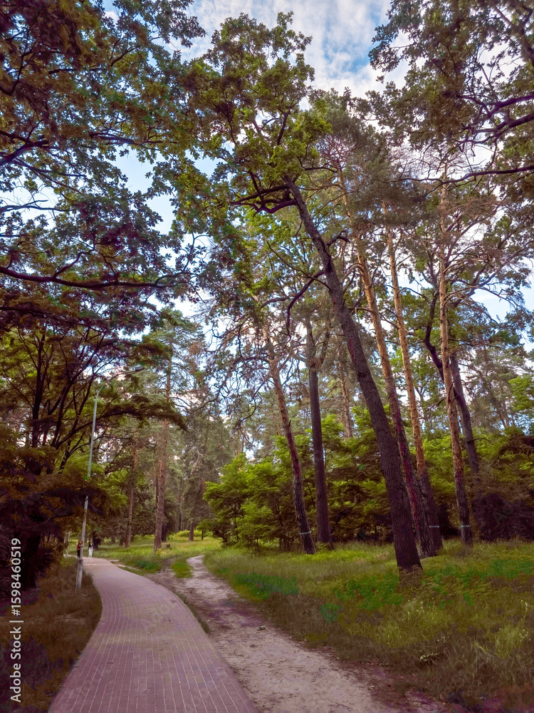 Fototapeta premium A dirt path winds through aged pine and oak trees in Partisan Glory Park, Darnytskyi District, Kyiv, with sunlight filtering through green canopies under a clear blue sky.