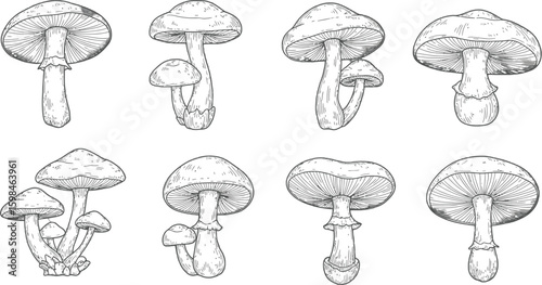 Vector art of a detailed sketch of various mushrooms isolated on white background highlights their unique shapes and textures