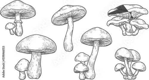 Vector art of a variety of mushroom sketches isolated on white background are presented in a detailed and artistic manner