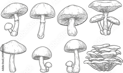 Vector art of several mushroom drawings isolated on white background are arranged to showcase different species and formations