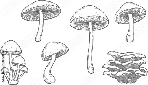 Vector art of a set of mushroom illustrations isolated on white background displays a range of shapes and sizes in detail
