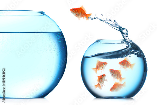 Goldfish jumping out of small glass bowl into bigger one against white background