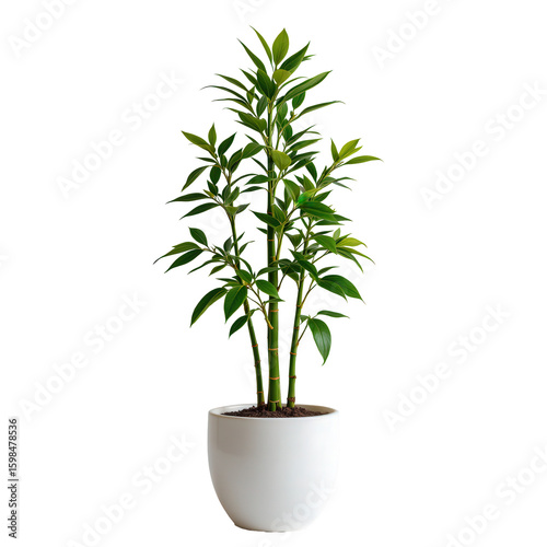 Lush Green Indoor Plant in Modern White Pot For Home Decor