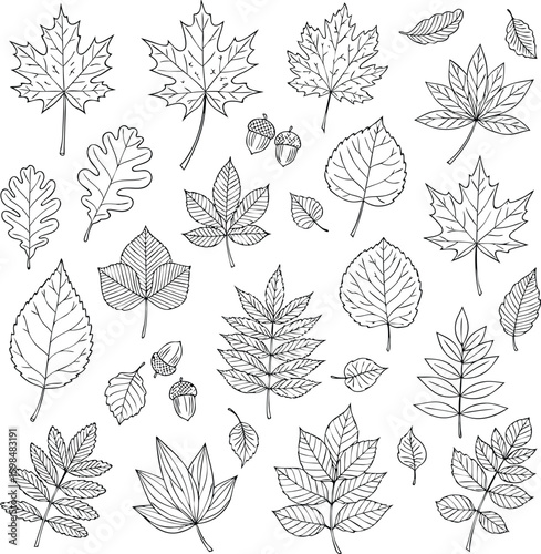 Black and white line art collection of diverse autumn leaves and acorns isolated on white