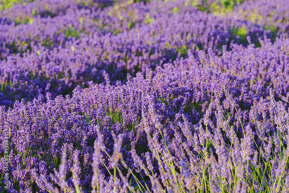 Fototapeta premium Wide view of blooming lavender field under strong summer light. Rows of vibrant purple flowers create stunning natural texture, representing fragrance. Landscape, natural background, herbal wallpaper