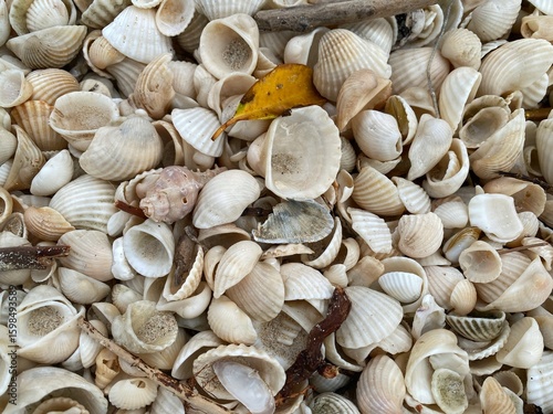 Assorted seashells and driftwood captured on a sandy coastal surface, offering a raw and organic beach vibe.
