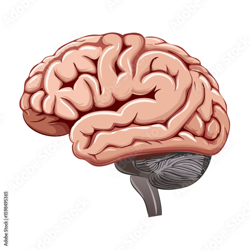 Detailed Brain Illustration with Lobes, Cerebellum and Brain Stem Depicted