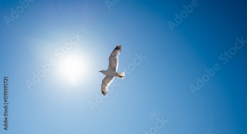 Majestic seagull soaring gracefully against a vibrant blue sky, its wings fully extended, capturing the essence of freedom and the beauty of nature