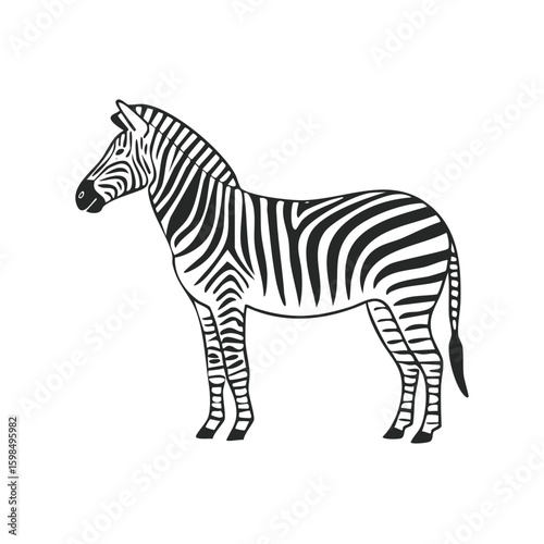 Zebra standing side view black and white illustration isolated on background