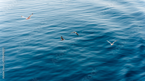 Photography Four seagulls are flying over a deep blue sea