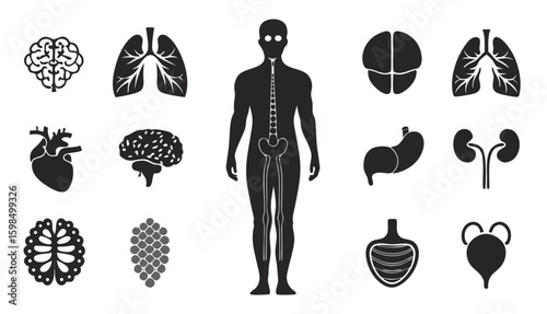 Human Anatomy Icon Set - Skeleton & Internal Organs

