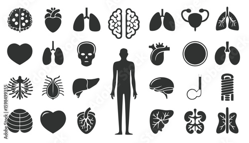 Human Anatomy & Internal Organs Medical Icon Set


