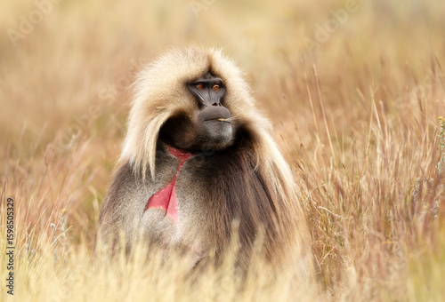 Photography Adult male gelada monkey eating grass in Ethiopian highlands