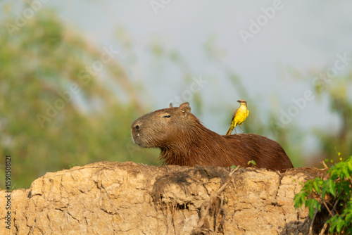 Close-up of a capybara with a cattle tyrant bird perched on its back