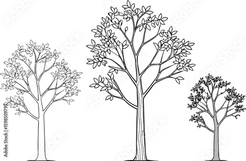 Three detailed black and white tree outlines with leaves
