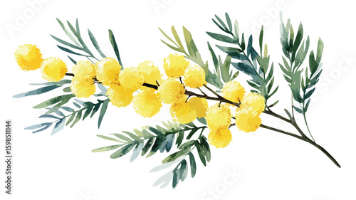 Beautiful Mimosa Flowers Watercolor Isolated on White Background