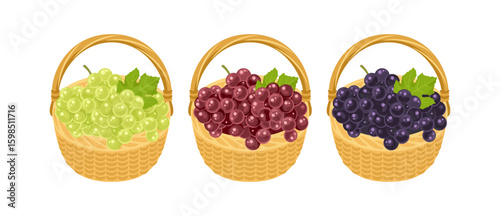 Set of grapes in baskets.  White, red and black of grapes isolated on white background. Vector cartoon flat illustration.