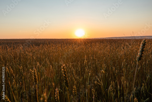 Wheat agriculture field scenery with golden morning sun above shining on ripe wheat ears