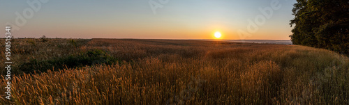 Rural wheat agriculture field panorama with sunrise sun shining on clear sky