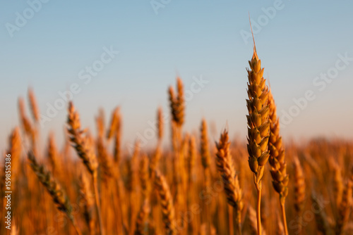 Wheat ear close-up growing in summer field in warm sunlight