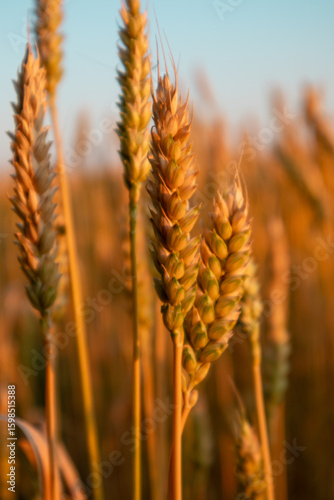 Wheat spikes close-up in warm sunlight on summer field with blue clear sky