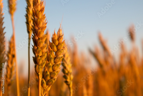Wheat spikes close-up in golden morning light in summer field with blue sky background