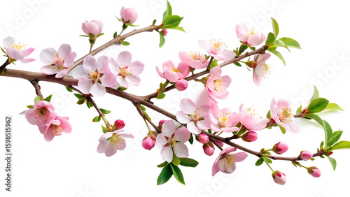 Wallpaper Mural A delicate branch of pink cherry blossoms is captured in full bloom against a clean transparent background symbolizing the arrival of spring Torontodigital.ca