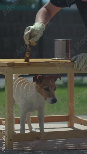Woman applying wood oil to wooden table while dog stands underneath the furniture. DIY home improvement with pet friendly moments