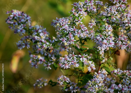 Common Blue Wood-Aster