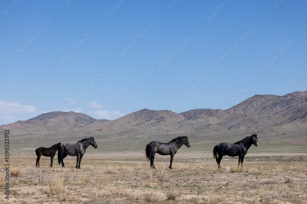 Fototapeta premium Wild Horses in Springtime in the Utah Desert