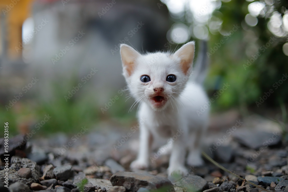 Fototapeta premium Potrait of a white kitten with round eyes.